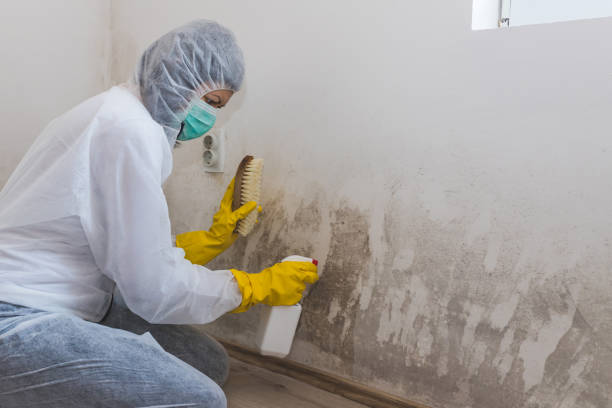 Best Same-Day Mold Removal  in Timberlake, VA