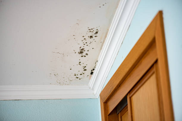 Crawl Space Mold Removal in Timberlake, VA