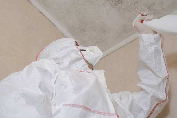 Best Fast Mold Removal  in Timberlake, VA