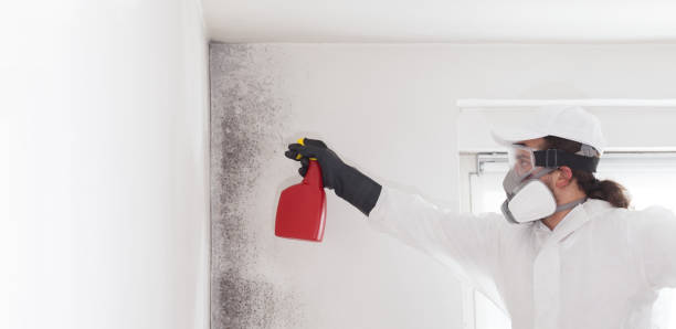 Best Attic Mold Removal  in Timberlake, VA