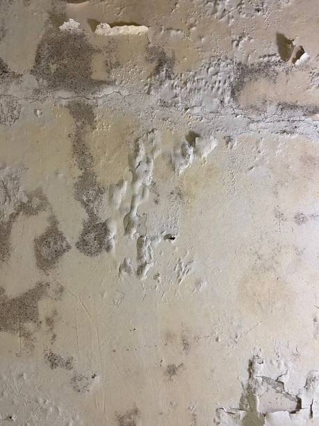 Best Commercial Mold Removal  in Timberlake, VA