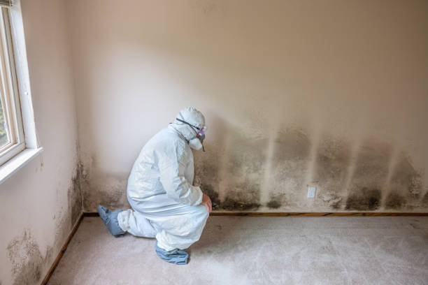 Best Same-Day Mold Removal  in Timberlake, VA