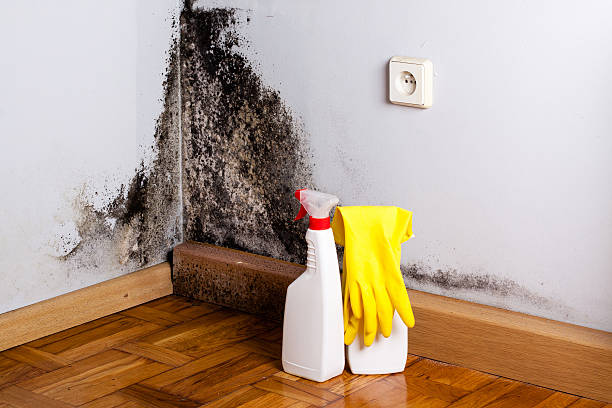 Best Certified Mold Removal  in Timberlake, VA