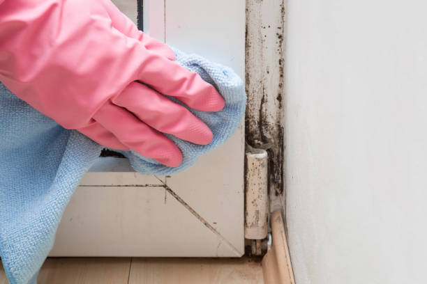 Best Mold Removal Company Near Me  in Timberlake, VA