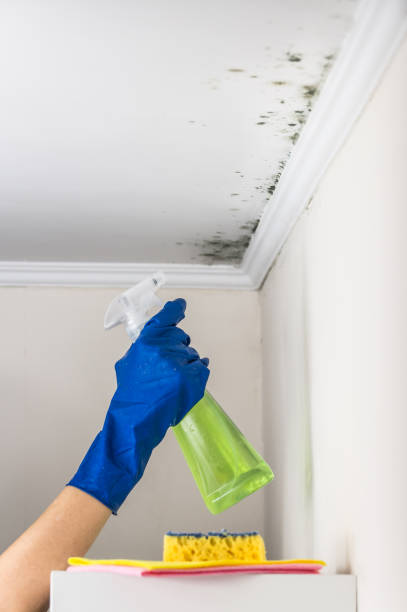 Best Mold Damage Repair  in Timberlake, VA
